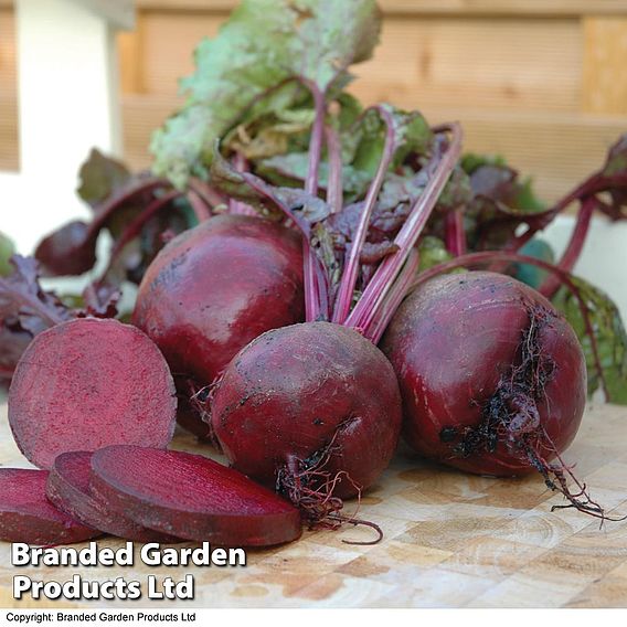 Beetroot Seeds - Boltardy