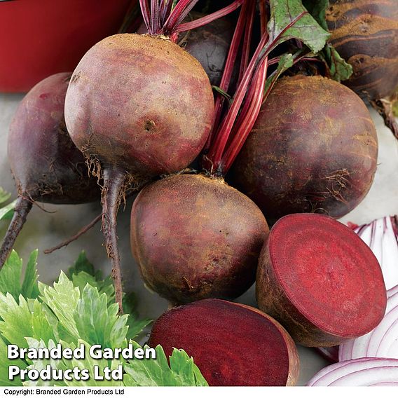 Beetroot 'Boltardy' - Seeds