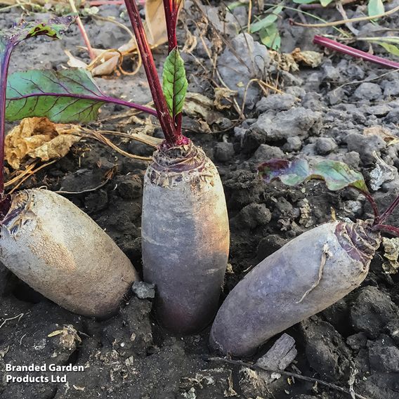 Beetroot 'Cylindra' - Organic Seeds
