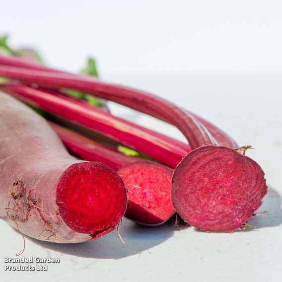 Beetroot 'Cylindra' - Organic Seeds