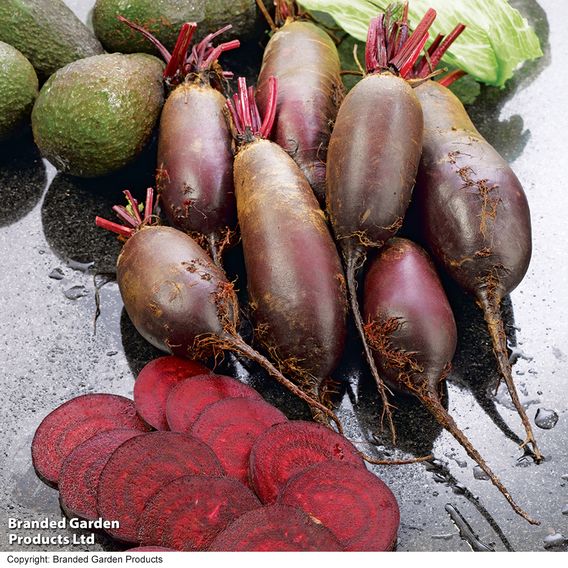 Beetroot 'Cylindra' - Organic Seeds
