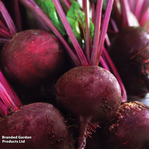 Beetroot 'Detroit 2 Bolivar' - Organic Seeds
