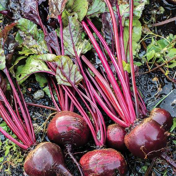Beetroot 'Detroit' - Organic Seeds