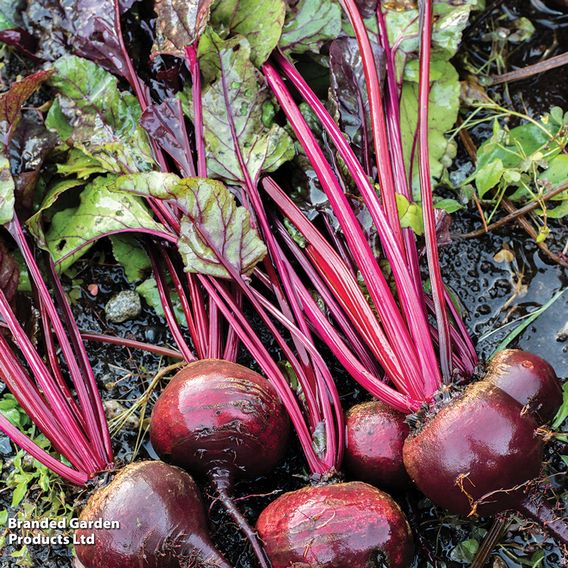 Beetroot 'Detroit 2 Bolivar' - Organic Seeds