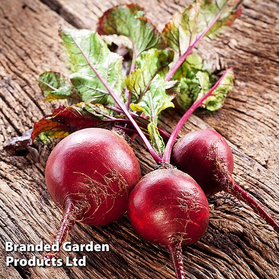 Beetroot 'Rote Kugel 2' - Organic Seeds