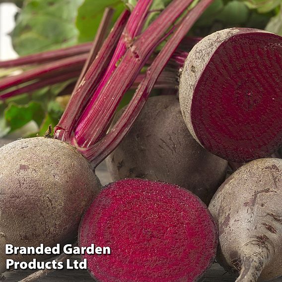 Beetroot 'Rote Kugel 2' - Organic Seeds