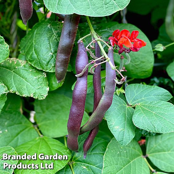 Runner Bean 'Black Knight'