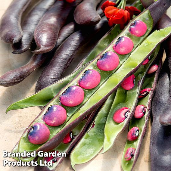 Runner Bean 'Black Knight'