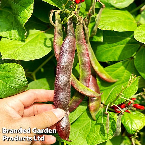 Runner Bean 'Black Knight'