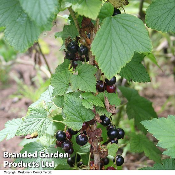 Blackcurrant 'Ben Connan'