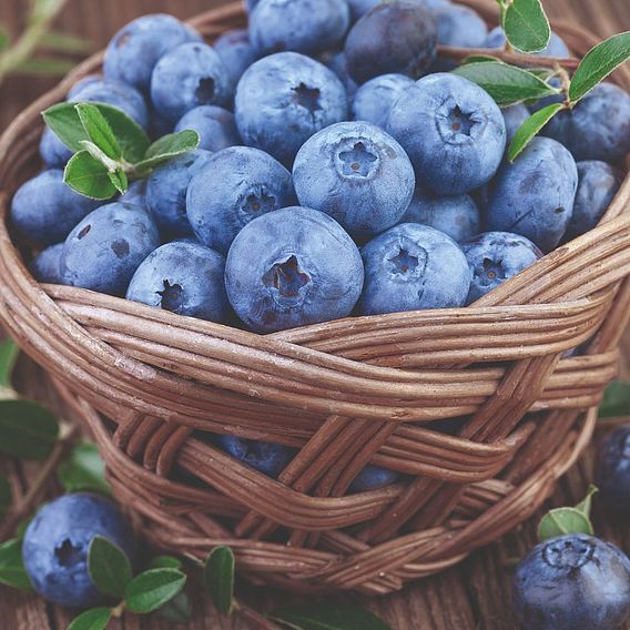 Blueberry 'Bluecrop' (Organic)