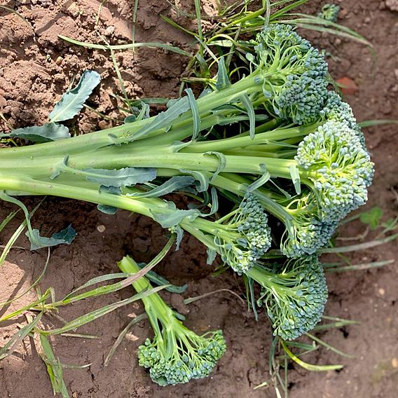 Broccoli (Stem) Seeds - Hirzia F1