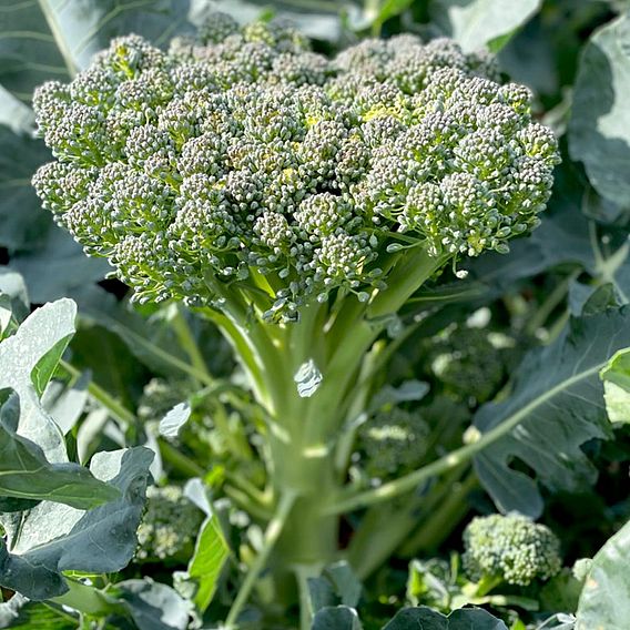 Broccoli (Stem) Seeds - Hirzia F1