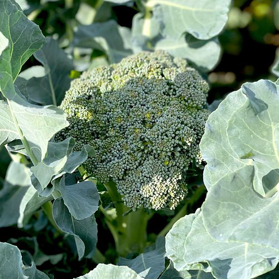 Broccoli (Stem) Seeds - Hirzia F1