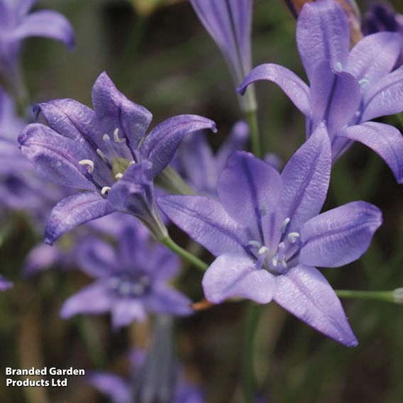 Fantastic Spring Flowering Mix