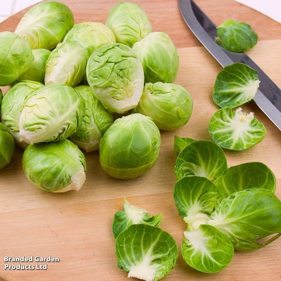 Brussels Sprout 'Groninger' - Organic Seeds