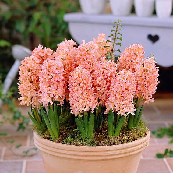 Hyacinth 'Gipsy Queen'