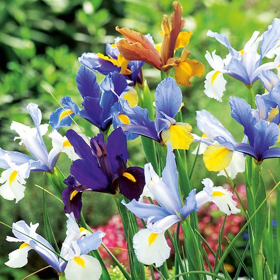 Iris 'Hollandica Mix'