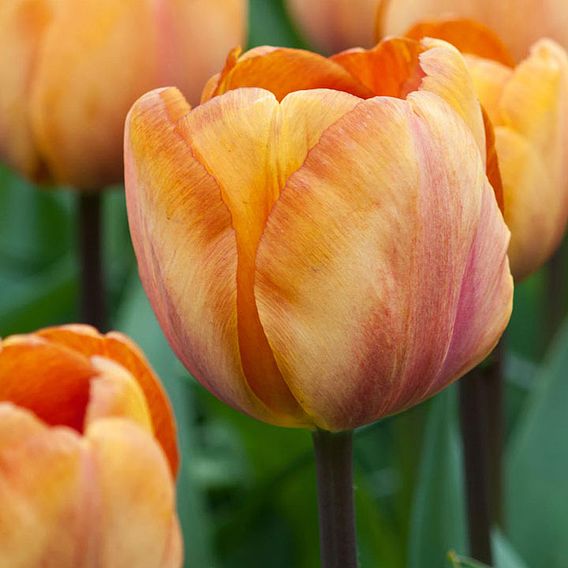 Tulip 'Brown Sugar'