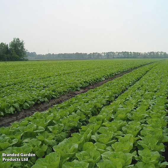 Cabbage Chinese 'Manoko' F1 - Organic Seeds