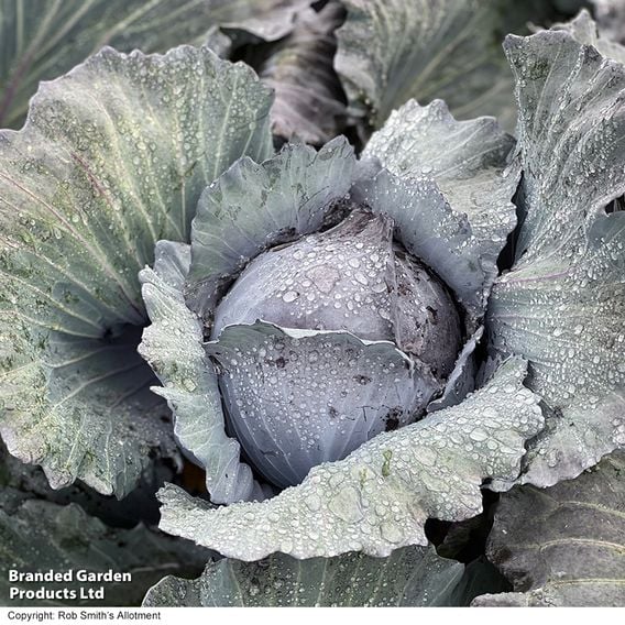 Cabbage 'Klimaro' F1 (Red) - Organic Seeds