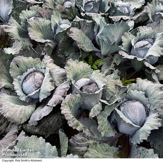 Cabbage 'Klimaro' F1 (Red) - Organic Seeds