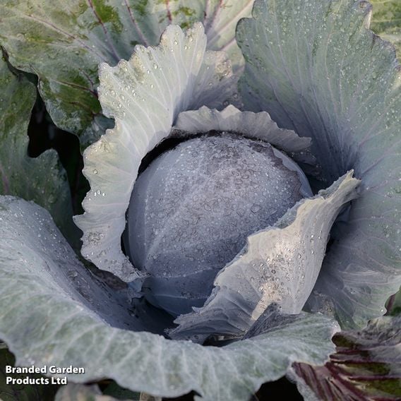 Cabbage 'Klimaro' F1 (Red) - Organic Seeds