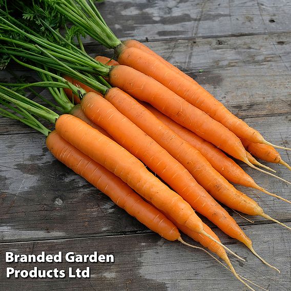 Seed Tape - Carrot 'Amsterdam Forcing 3' Seeds