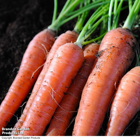 Carrot 'Amsterdam Forcing' - Organic Seeds