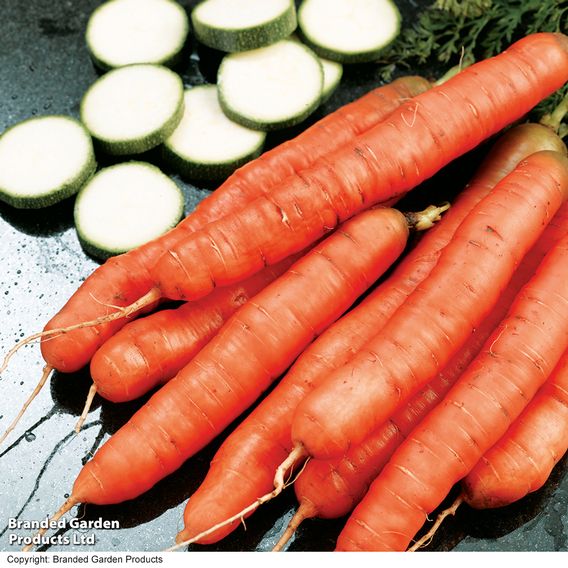 Carrot 'Amsterdam Forcing' - Organic Seeds