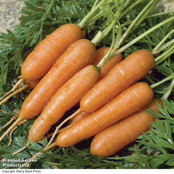 Carrot 'Amsterdam Forcing' - Organic Seeds