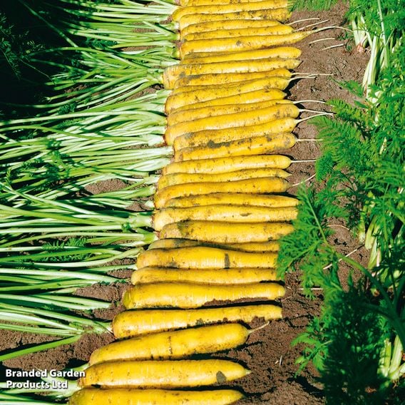 Carrot 'Yellowstone' - Organic Seeds