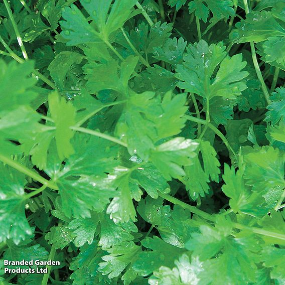 Celery Leaf - Organic Seeds
