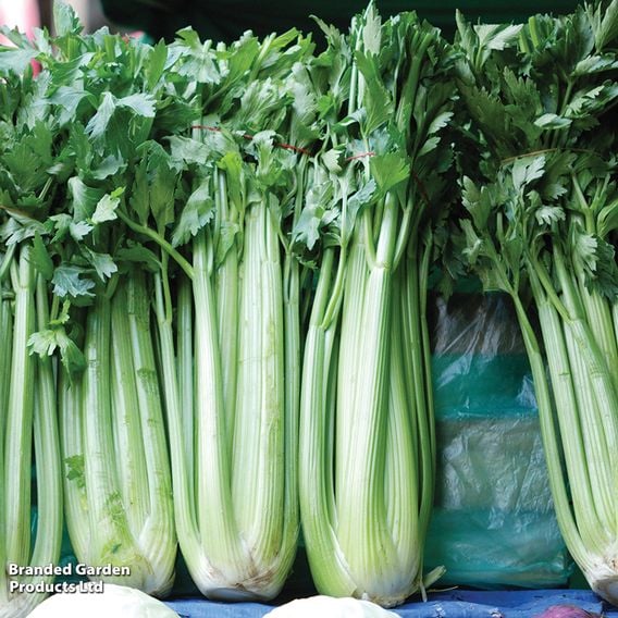 Celery 'Green Utah' - Organic Seeds