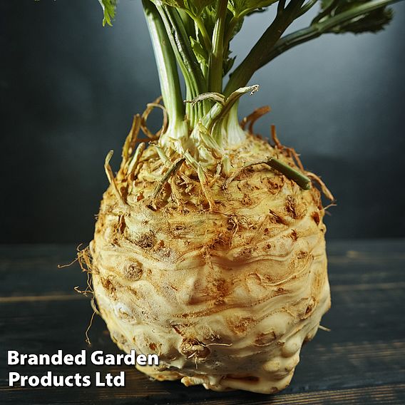 Celeriac 'Mars' - Organic Seeds