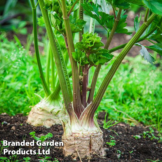 Celeriac 'Mars' - Organic Seeds