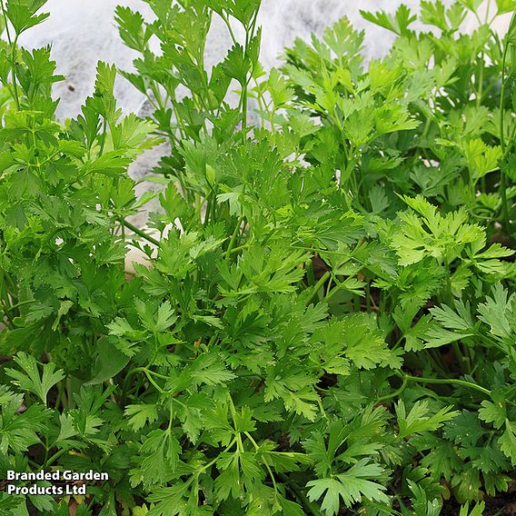 Celery Leaf - Organic Seeds