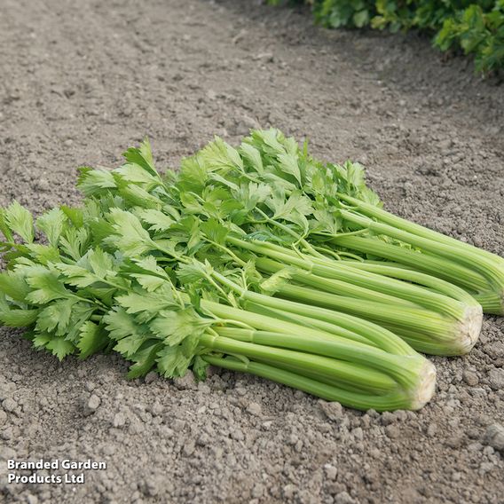 Celery 'Tango'