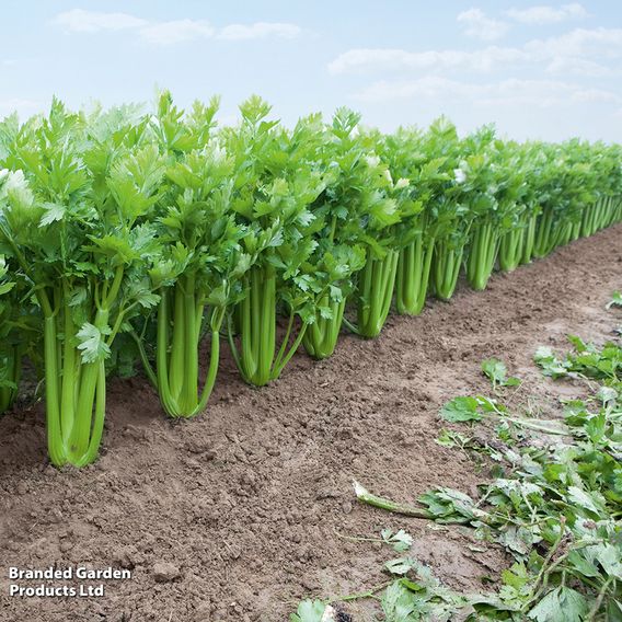 Celery 'Tango'