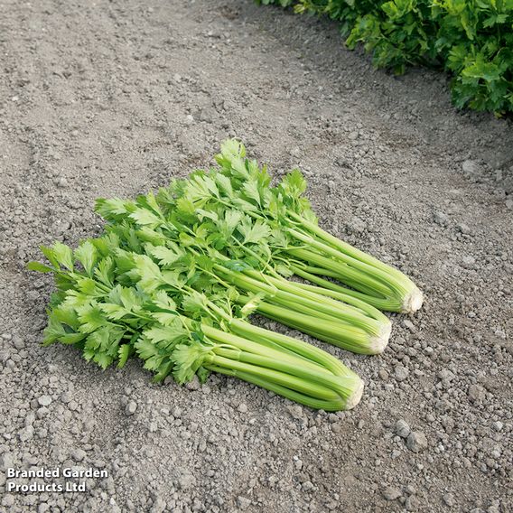 Celery 'Tango'
