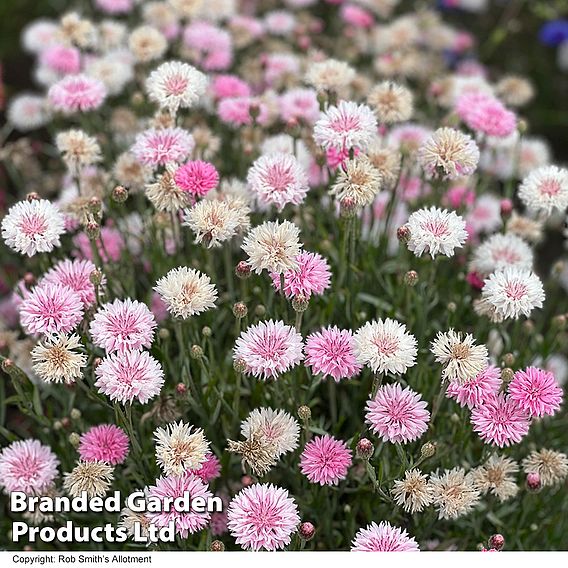 Cornflower 'Tom Pouce Pink' - Seeds