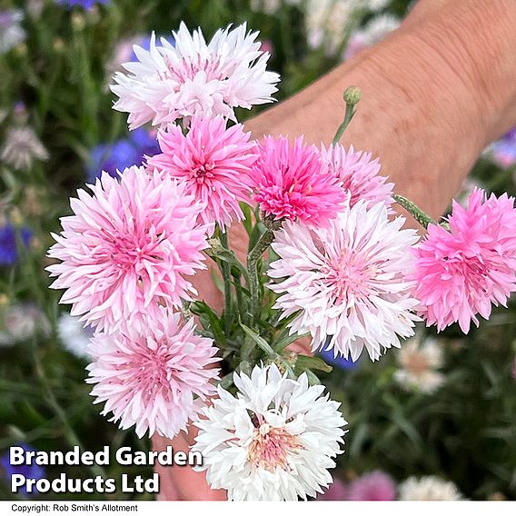 Cornflower 'Tom Pouce Pink' - Seeds