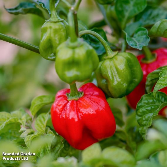 Chilli Pepper 'Scotch Bonnet Red'