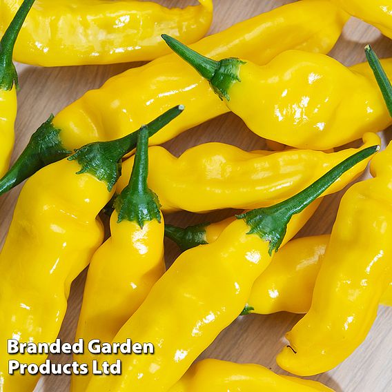 Chilli Pepper 'Lemon Drop' (Organic) - Seeds