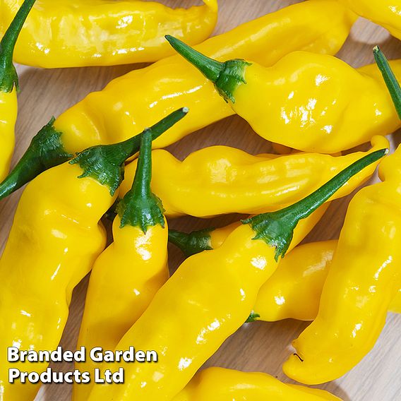 Chilli Pepper 'Lemon Drop' (Organic) Seeds