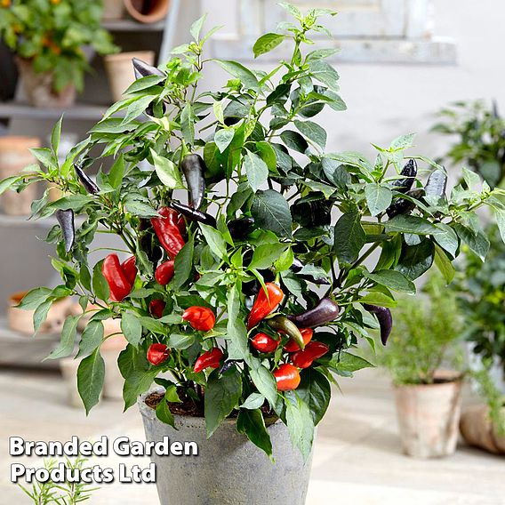 Pepper (Chilli) Med Patio Mamba Red