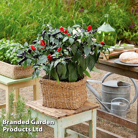 Pepper (Chilli) Med Patio Mamba Red