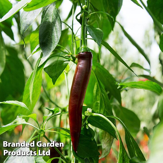 Chilli Pepper 'Montezuma' (Hot)