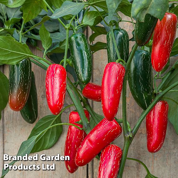 Chilli Pepper 'Nadapeno'