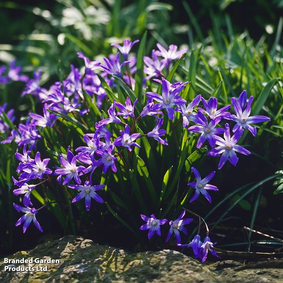Fantastic Spring Flowering Mix